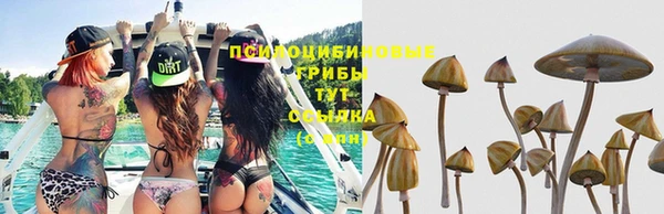 индика Ельня